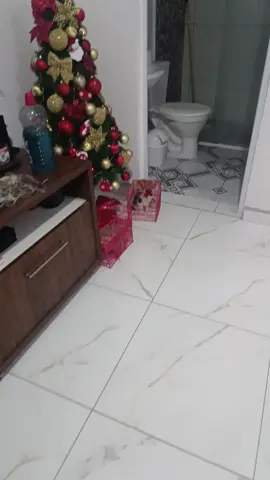 um dia normal na vida de quem gato filhote #gatos #natal #vaiprofycaramba 