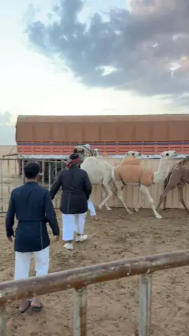 #ضحك_وناسة #ضحك😂 #fyp #الابل_عطايا_الله 