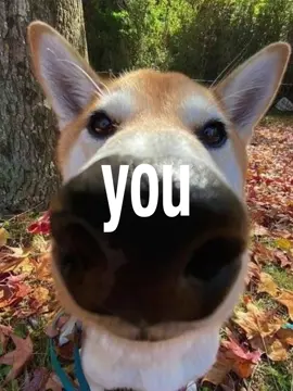 i just want you #shambles #lyrics #lyrics_songs #lyricsvideo #ijustwantyou 