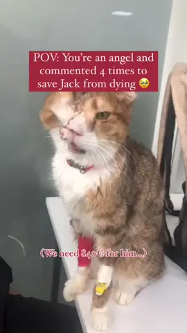 #Repost  Details here 💌 Hi love! Hope you are doing so well 🎀 Today @atesthevet (Jack’s surgeon) examined him and we decided to take serious steps towards his treatment 🙏🏻 He will need: -blood test (already done ✔️) -xray -tomography  -electrical chemotherapy ‼️ Especially the chemotherapy is so expensive and it will be done 2 times 🫂 It is for decreasing the size of his tumor so that he can undergo a tumor removal surgery 🙏🏻 We are aiming this 🤍 We need approximately (not exact) 840€ for our baby boy Jack 🍭 He fought with cancer and survived, he can do it again ✨  And no, he is not in pain 🙏🏻 @atesthevet said he cannot feel these parts so he doesn’t feel any pain. He enjoys life, eats, drinks and plays with other cats like he normally does 💕 HOW TO DONATE 🌻 We need 84 people sending 10€ each… You can donate via the link in bio ⭐️⭐️ We are so grateful for you. And to be honest, our first video which got viral was Jack’s first video 🌷 We started our journey with you with Jack 🤍 He has a very special place for us 🎀 Q: Can you be one of his angels who send donations for his cancer treatment 🙏🏻 #jack #cancer #fipwarriors #catslovers 