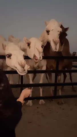 ياهوايّ وشف بالي ومطلوبي🌷 #ksa🇸🇦 #jed #fyp #like 