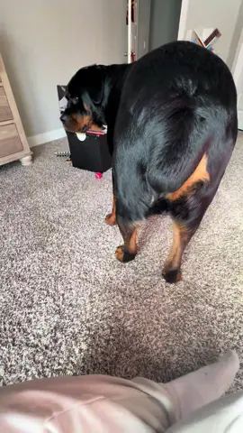 no personal space with Gus @Gus Gus the Rotty  #rottweiler #rottweilersoftiktok #fyp #dogsoftiktok 