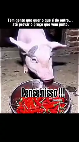 o cachorro se lascou dessa vez