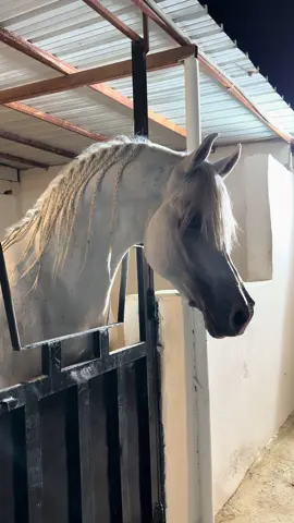 ورد الهاججر🤍🤍🤍🤍.                                #fyppppppppppppppppppppppp #fyyyyyyyyyyyyyyyy #explore #fyp #مشاءالله_تبارك_الله .