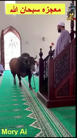 هو ده حقيقي ~ سبحان الله 🐂🐃 #مواقف #اكسبلور #funnyreels #netflix #ترند  #ضحك #shorts #افلام #مواقف #اكسبلور #كوميدي #ملخص_فيلم #netflix #funnyreels #فيديوهات_مضحكة #viral #funny #اكسبلورexplore❥🕊 #ترند #viralكوميديا_مصريه #funnyvideos