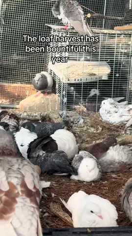 Jews that’s a lot of fuckin pigeons 