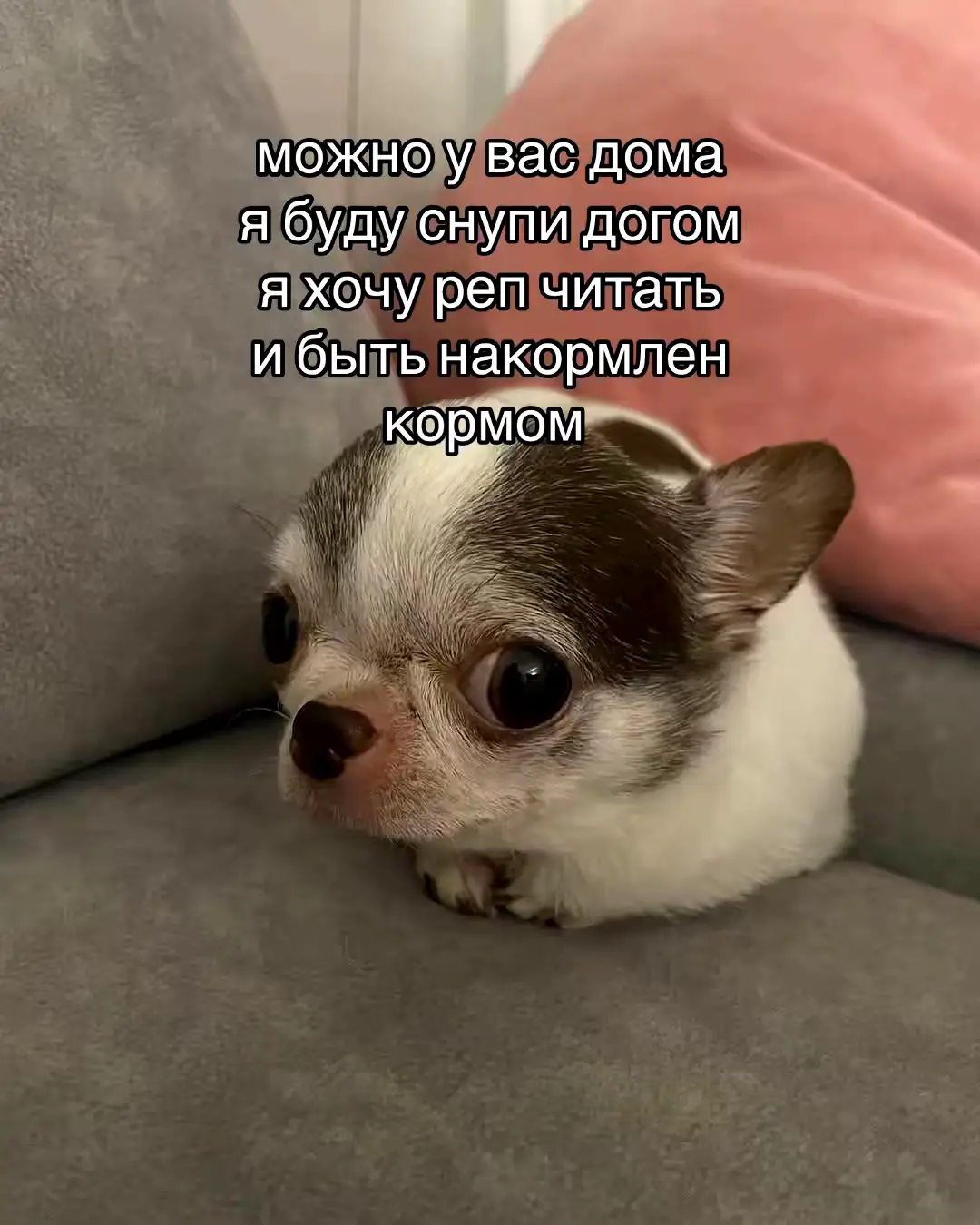 можно у вас дома  я буду снупи догом я хочу реп читать  и быть накормлен  кормом 