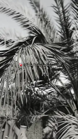 وعَسى أن تحبُوا شيئاً هُوَ شراً لكم ..  #اكسبلور #اقتباسات_عبارات_خواطر #كورنيش_شط_العرب #البصرة