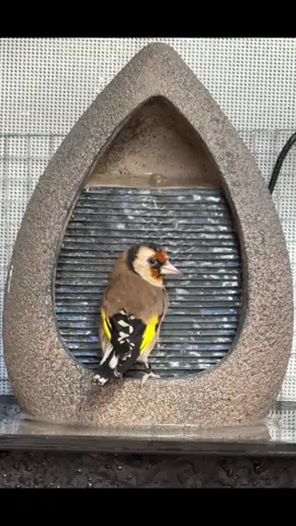 Dos hembras de jilguero pegándose su baño⛲️⛲️⛲️🌺🌿☘️🌺🌿🛑 #silvestrismo #jilguerohembra #agua #fuente #voladeradepajaros 