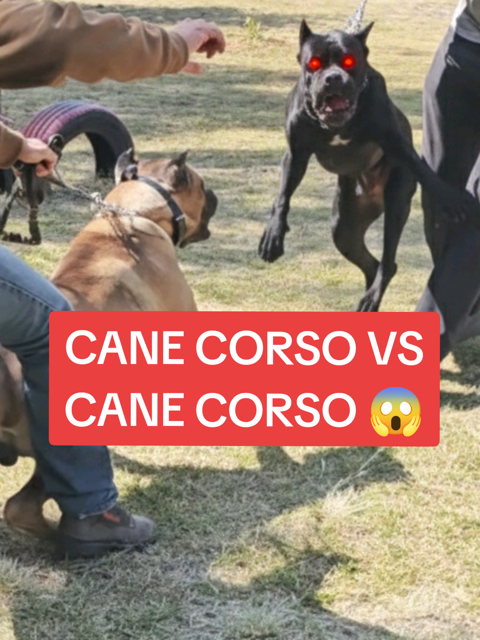 Cane Corso vs Cane Corso 😱 socialización se sale de control #perros #educacioncanina #entrenamientocanino #canecorso 