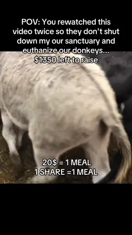 #DonkeyLove #SponsorADonkey #DonkeySanctuary #DonkeyRescue #AnimalRescue     
