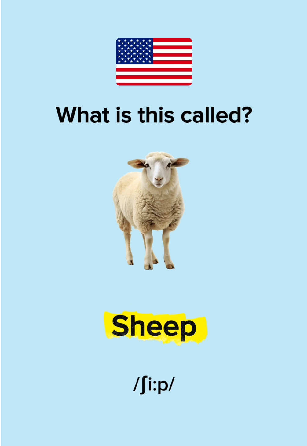 Common Irregular Plurals - English Lesson #englishlesson #englishlesson #englishteacher #englishwords #EduTok 