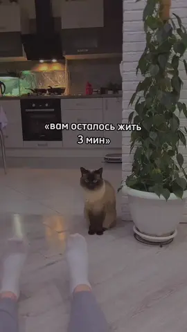 мечта всей жизни #рек #капсулыдлястирки #врек 