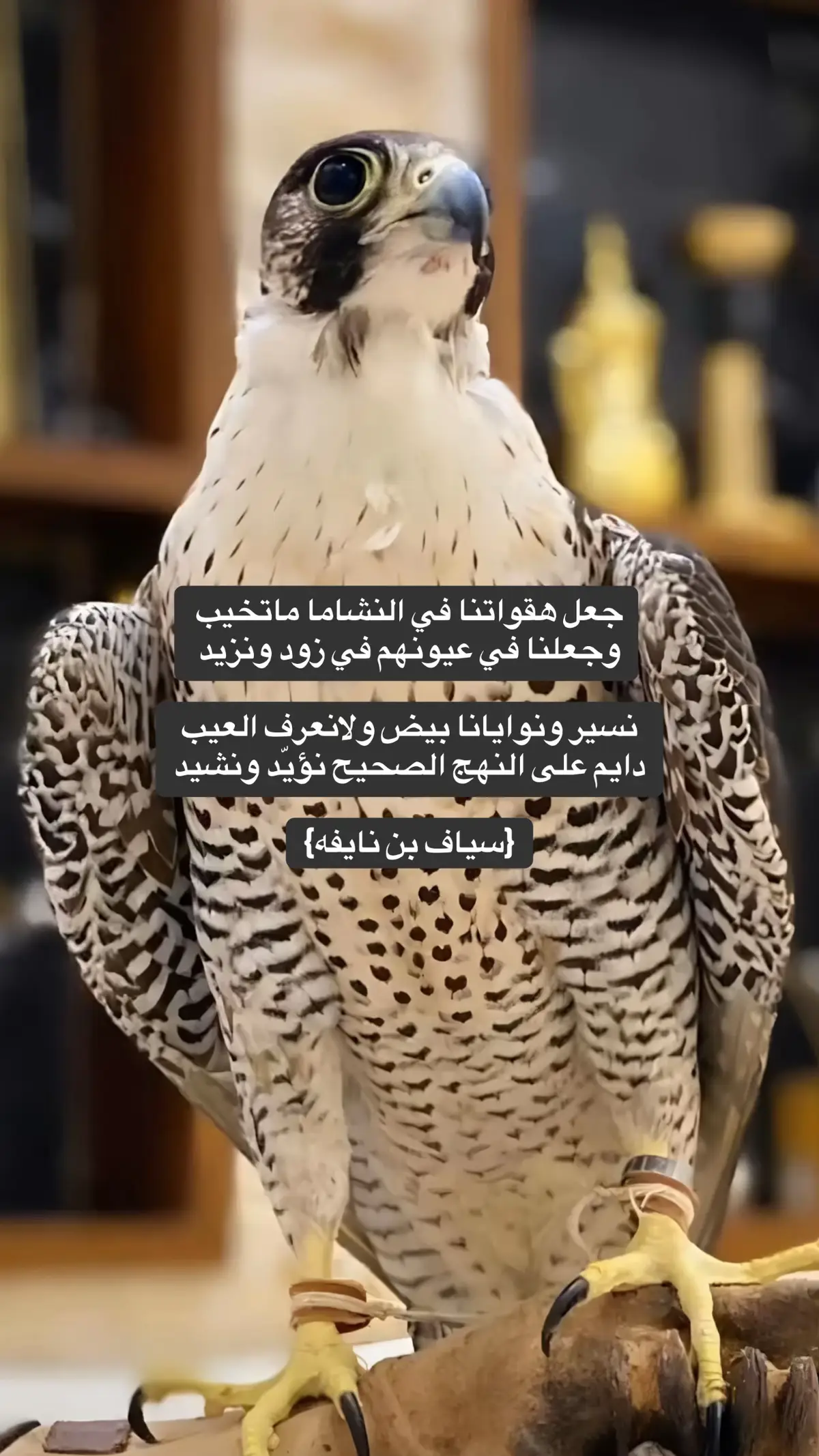 #شعر #قصيد #جزل #اكسبلورexplore 