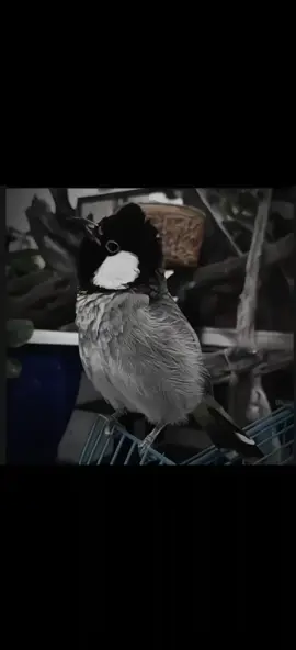 #عبارتكم_اصمم_عليه #ستوريات_بلابل #كسبلور_explor #foryou @𝘼𝙃𝙈𝙀𝘿 @𝘼𝙃𝙈𝙀𝘿 @𝘼𝙃𝙈𝙀𝘿 