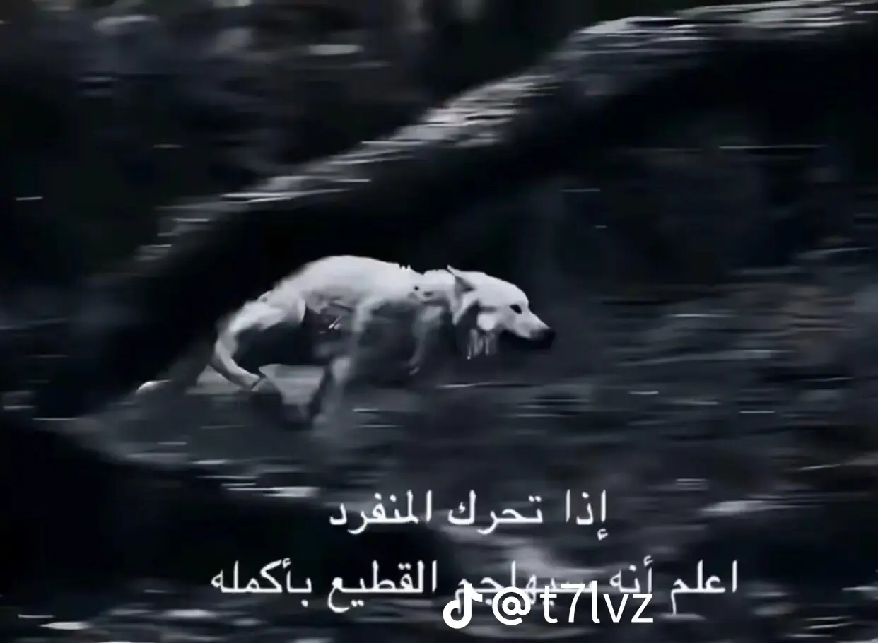 #جكجوك_الصغير #حومي #العروبه 