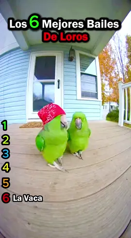 Top 6 Best Parrot Dances!! #parrot #fyp #loros #lorosdetiktok #lorosdivertidos 