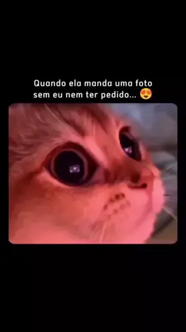 🫶♥️🐈❤️🤣