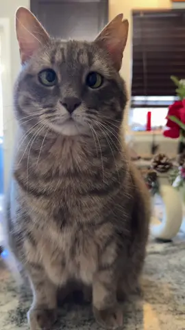 Demanding Diz #fyp #foryou #foryoupage #cat #catsoftiktok 