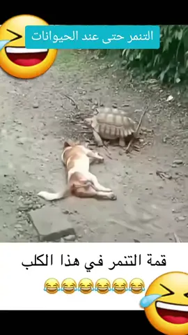 تنمر 🤨 #ولك_الوووووووووووووووو #الشعب_الصيني_ماله_حل😂😂 #كوميدي #نهفات #اضحك #تحشيش #viral #foryoupage #keşfet 