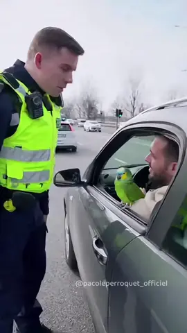 Pourquoi Paco est-il toujours suspect ? 😂🦜#perroquet #Pacoleperroquet #sketchcomique #pourtoi 