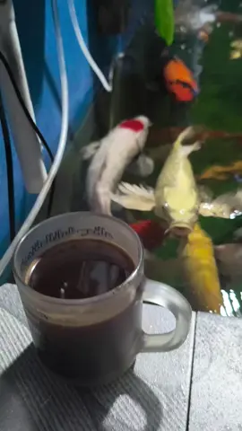 #ngopi duduk depan jendela menikmati #koi di #kolamminimalis #koiblitar #koifish 