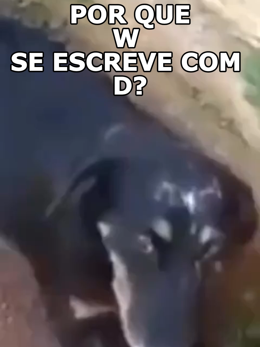 Por que W se escreve com D? #historia #curiosidades