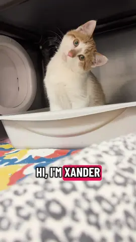 Come Chat with Xander, the anti-scammer!!