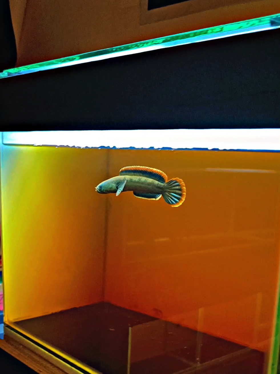 jangan fyp🫣 #limbata #CapCut #limbatalovers #sempak_official 