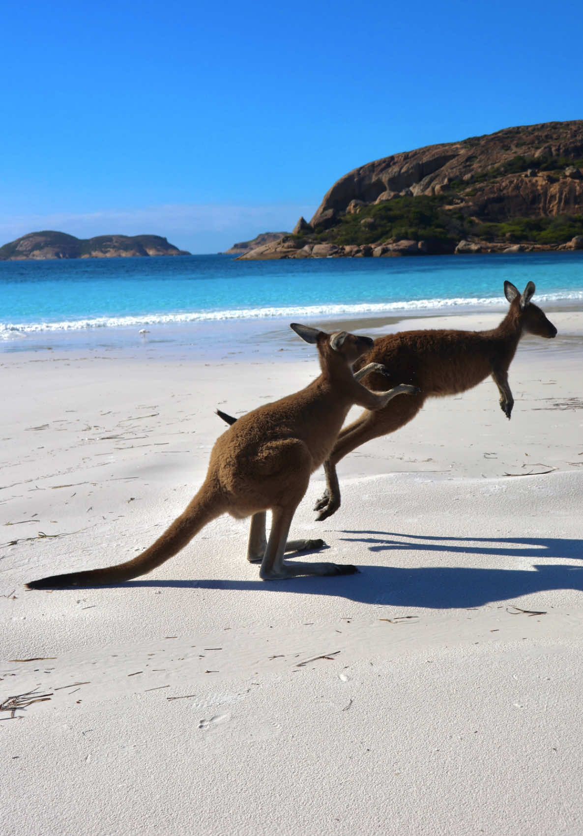 Our favourite place in Australia, so far! 🇦🇺  Ever been to a beach where kangaroos literally just hang out like it’s no big deal? That’s Lucky Bay in Esperance. The sand is stupidly white, the water looks edited even when it’s not, and then you’ve got roos casually hopping past like they’re on their morning commute. Esperance is honestly one of those places you think is overhyped… until you actually get there. The whole coastline is wild, calm, and ridiculously beautiful at the same time. Lucky Bay just hits different though — one minute you’re taking in the view, the next you’re sharing the beach with Australia’s most chilled-out locals. If you ever needed a sign to visit Esperance, this is it.  #luckybay #esperance ##kangaroo#a#australiawesternaustralia 