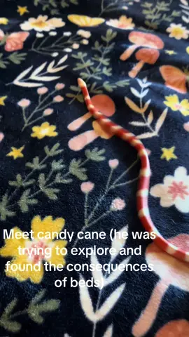 He’s so silly #snake #milksnake #reptile #fyp #candycane 