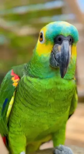 Esse loro ta cada vez mais impossível 😂😂🦜 #viral #humor #papagaio #viraltiktok #humortiktok