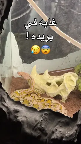 حتى الغابه تجي عندنا🦦 بريدتنا لـ القمـه❤️‍🔥 #غابه #نخلا #القصيم @nakhlasa.1 