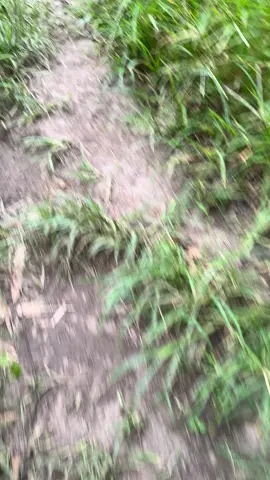 Dingin bang #matinti1539mdpl #kabut #fyp 