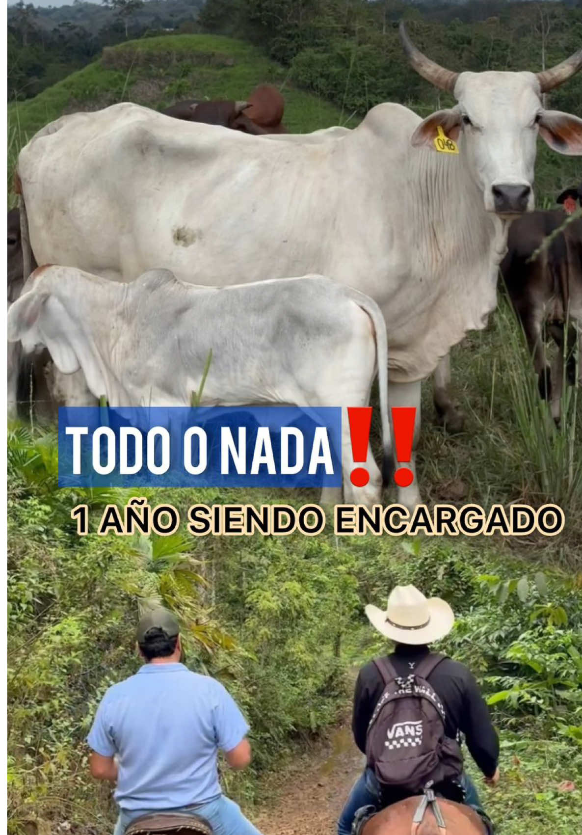 Todo o nada #ganadería #manabi_ecuador🇪🇨 