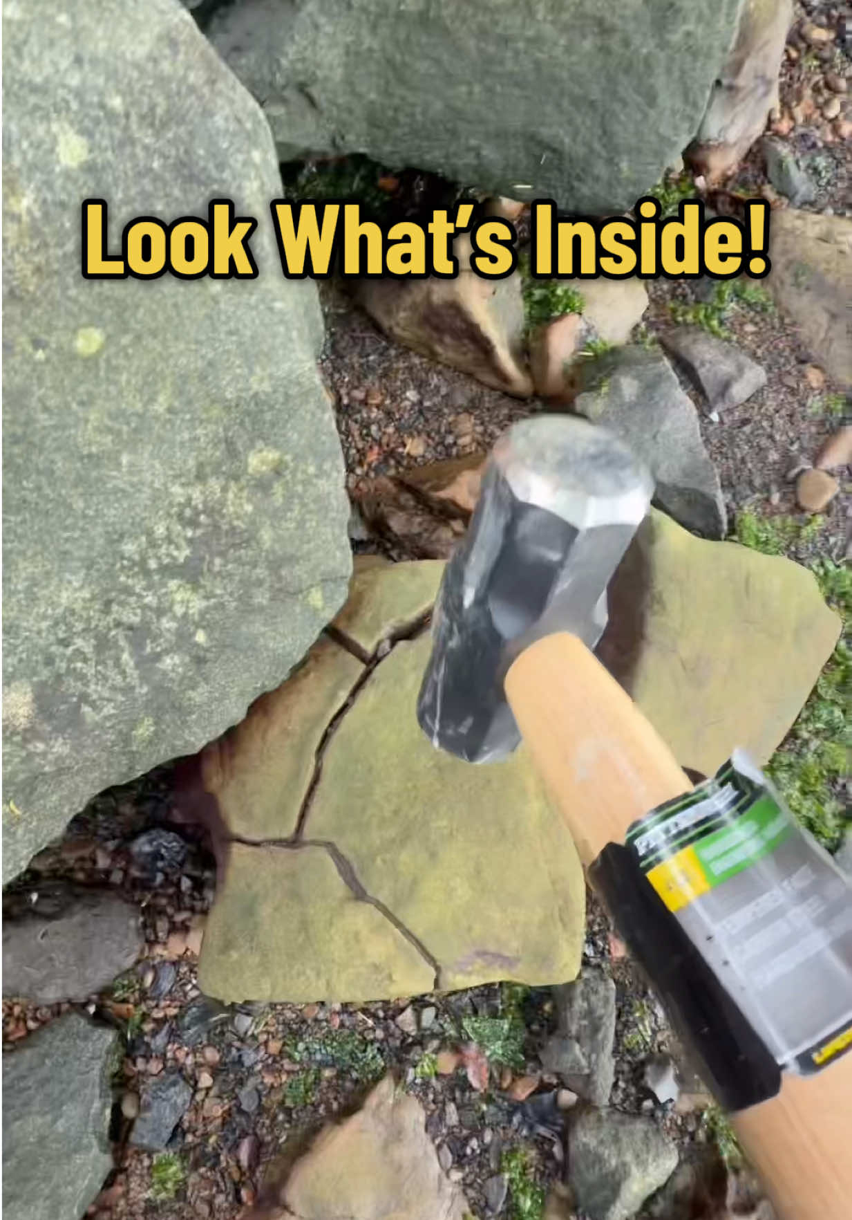 Breaking Open an Ancient Boulder and uncovering 20 Million Year Old Sea Animals from the Yaquina Fossil Formation in Oregon. #oregon #nature #fossils #education 