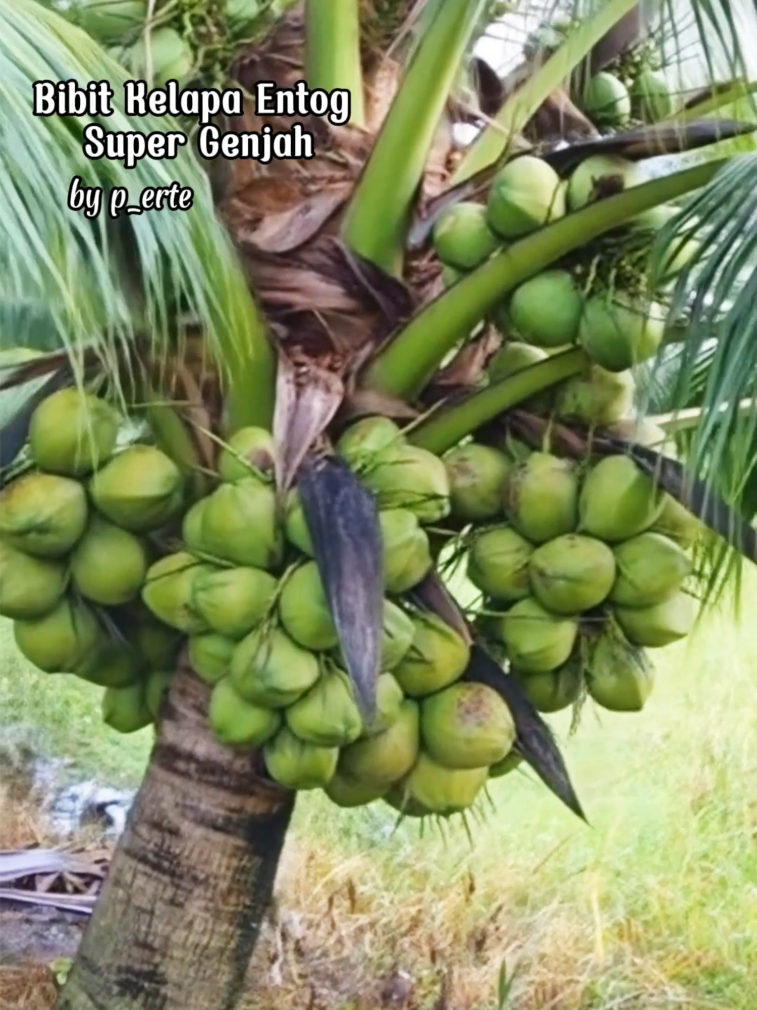 bibit kelapa entog super genjah cocok tanam di halaman rumah kalian #promoguncang1111 #sipalingaffiliate #fyp #modalkontendoang #foryoupage #berkebundirumahaja #kelapa