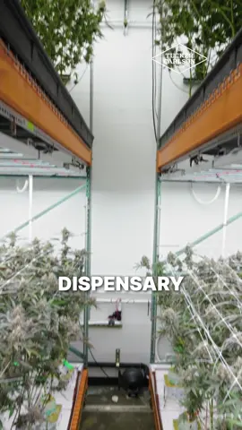 Cannabis is being used to control and subdue young men.