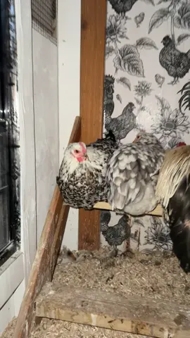 Nightly chicken check! Everyone’s safe, tucked in, and cozy in the coop for the night 🐔💛🌙 #backyardchickens #chickentok #chickensoftiktok #homesteading #chickencoop 