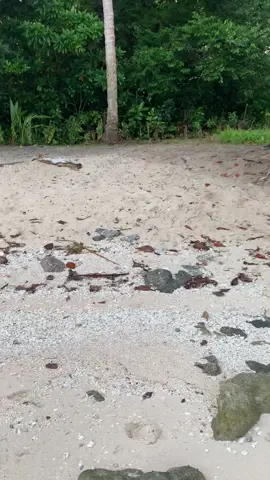 Hot springs Victoria bay Kairiru Island ❤️‍🩹 #ESP📍