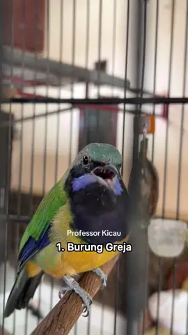 Ada beberapa materi yang belum divideo, salah satunya adalah burung kemade 😁😁 #kicaumaniaindonesia #masteranmuraibatu #kicaumania 