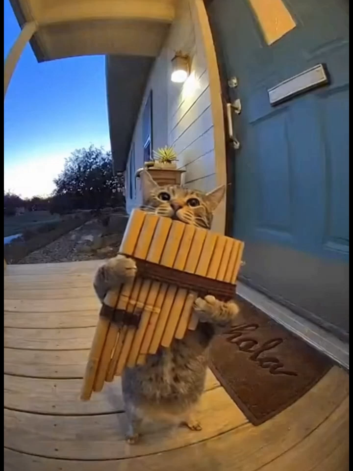 llorando no se q? #parati #humor #creatividad #bolivia🇧🇴 #gato