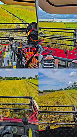 dolanan e wong lanang#bimo102 #combainharvester #operatormuda #kulisawah🌾 #petaniindonesia🇮🇩🇮🇩🇮🇩🌿🌿 