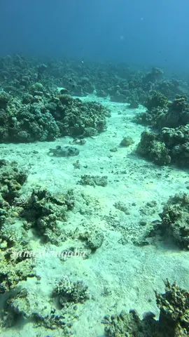 #قران_كريم #اللهم_صلي_على_نبينا_محمد #سبحان_الله_وبحمده_سبحان_الله_العظيم #استغفرالله 