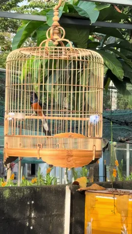 Cà phê sáng #xuhuongtiktok #trend #gaixinh #xuhuong 