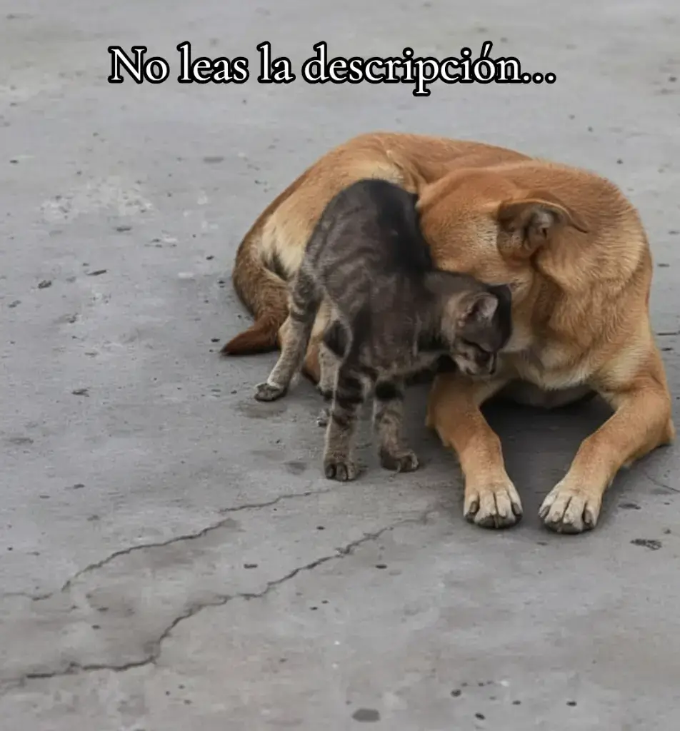 🐶 León fue abandonado por una mudanza. Su familia empacó todo. TODO… menos a él. La niña preguntó: —“¿Y León?” La madre respondió sin temblarle la voz: —“No aceptan perros. Habrá que dejarlo.” Lo subieron al auto, movía la cola, feliz, creyendo que era un paseo. Lo bajaron en una calle vacía. El auto arrancó. León corrió detrás, jadeando, llorando… pero nadie miró por el retrovisor, Nunca. 🐱 A Mita la abandonaron por un embarazo. La dueña la quería… pero se embarazó. Y el día de la consulta, el doctor dijo la frase que destruyó a Mita: “O la bebé… o la gata.” La familia ni dudó. Eligieron. No a ella. Mita vio cómo preparaban el cuarto para el bebé mientras a ella la apartaban: —“No quiero que la gata le haga daño.” Una tarde, el esposo abrió la puerta del edificio. Tomó a Mita… y la dejó en la acera. La puerta se cerró. Y con ella, su vida también. Cuando Mita fue abandonada, pasó horas escondida bajo un coche, temblando, mojada por la llovizna que caía entre los huecos del motor. Su pequeño cuerpo vibraba del frío y del miedo. Cada ruido la hacía encogerse más. Cada paso humano que escuchaba la hacía desear que fuera su familia… aunque sabía en el fondo que nadie volvería por ella. León, mientras tanto, caminaba sin rumbo por las calles. Llevaba semanas buscando a su familia, olfateando las veredas, moviendo la cola cada vez que veía un auto similar al de ellos, esperando que la puerta se abriera y lo llamaran por su nombre. Pero nunca pasó. Esa tarde, León caminaba cojeando una herida en la pata trasera le dificultaba apoyar cuando escuchó un maullido muy bajo, casi imperceptible.  Se detuvo. Movió las orejas. El segundo maullido fue un sollozo, tembloroso, como si la vida entera estuviera pidiendo auxilio a través de ese pequeño sonido. Se acercó al auto donde estaba escondida Mita. La gatita, al ver aparecer ese perro grande, se encogió más, con los ojos abiertos de terror. Pero León no ladró. No gruñó. No la espantó. Se acostó despacio. Muy despacio. Primero apoyó las patas delanteras. Luego bajó su pecho al suelo. Y al final, movió la cola una sola vez, corta, suave, como diciendo: 
