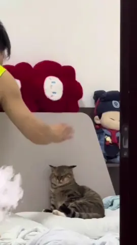 Nó lì thì thôi nhé😏 #thegioidongvat #dongvatvotri #meow #viral #vitaminmeo 