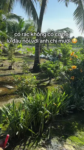 đồng vợ đồng chồng , cái bông dừa cũng không được rụng 😆#chimuoihayquet #thichlaudon #thichquetsan 