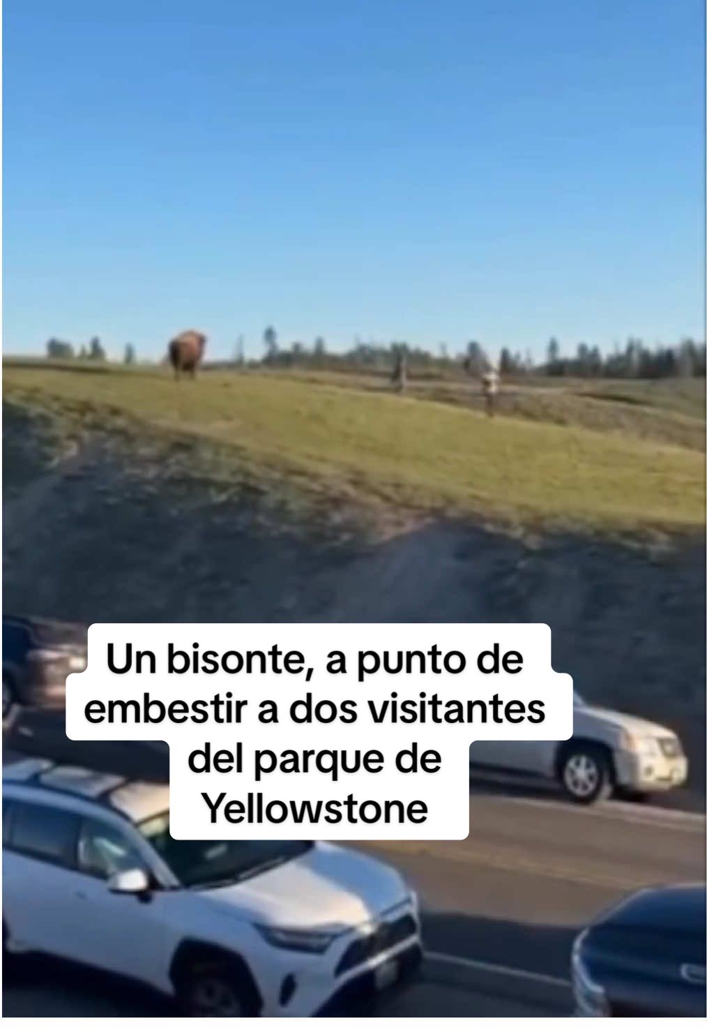 Un bisonte, a punto de embestir a dos visitantes del parque de Yellowstone Los excursionistas se alejaban de un macho de 450 kilos de manera muy casual, dándole incluso la espalda mientras se dirigían hacia la carretera.  Esta imprudencia desató la furia del animal. Instantes después de ignorar las precauciones, el bisonte acelera repentinamente a toda velocidad, lanzándose directamente contra ellos. Este suceso pone de relieve el riesgo de ignorar las normas de convivencia con la fauna silvestre.  Las autoridades recuerdan que mantener una distancia prudencial es vital para evitar un ataque de bisonte en Yellowstone. #yellowstone #bisonte #animales 