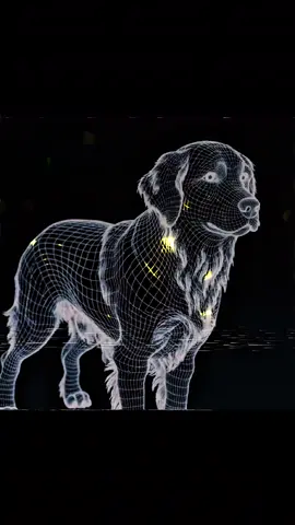 Ever Notice How Your Dog  gently place little paw on you 🐾 #fyp #foryoupage #HealingJourney #psychologyfacts  #psycology 